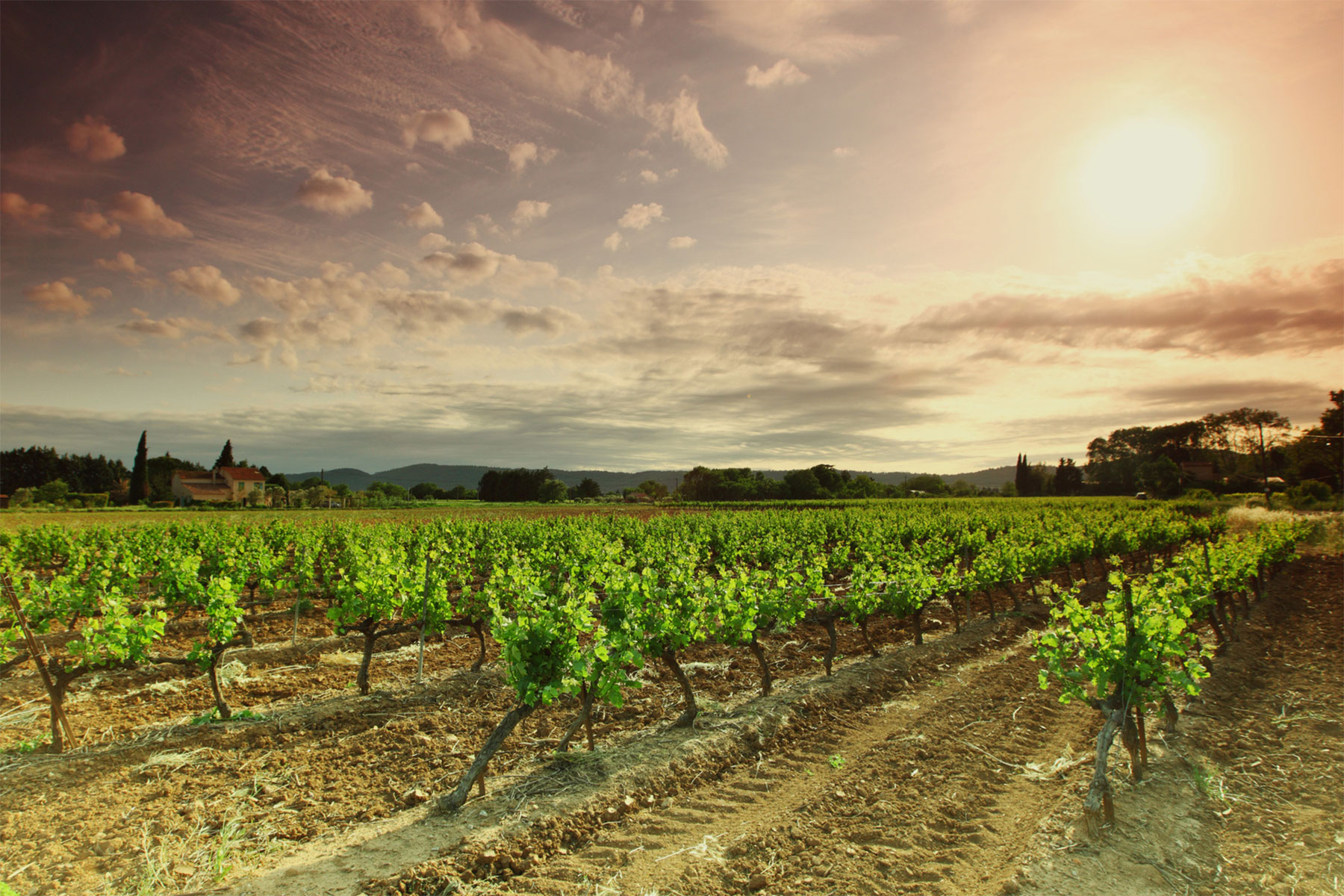 Vignes